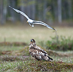 BB 09 0082 / Haliaeetus albicilla / Havørn <br /> Larus canus / Fiskemåke